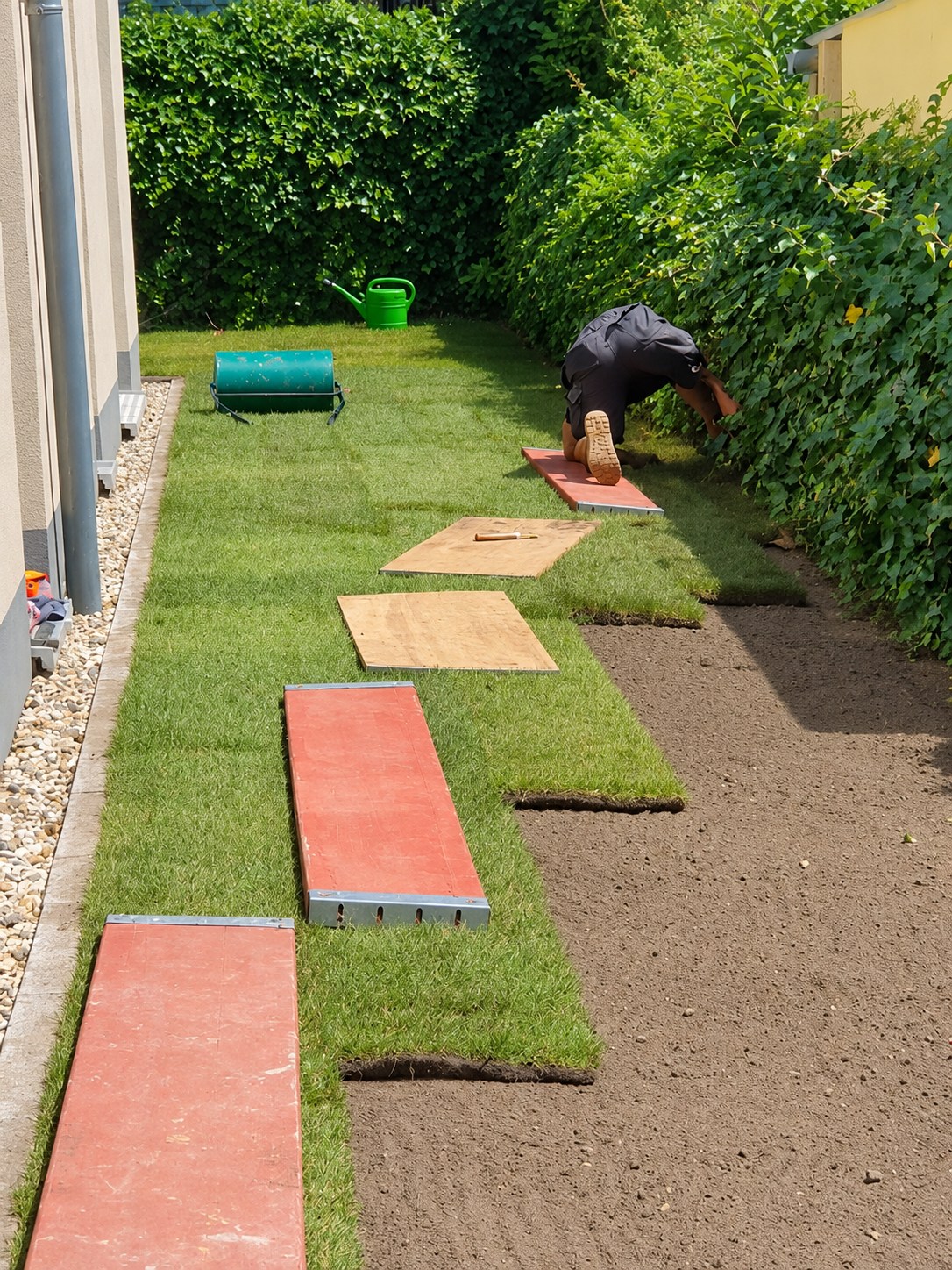 Sorgfältige Verlegung von Rollrasen neben einer Gartenhecke